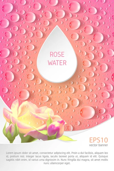 Rectangular pink banner with roses and drops. — Stock Vector