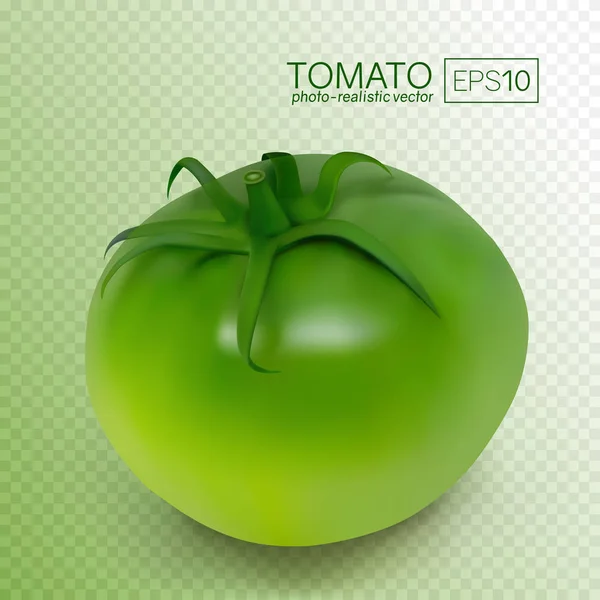 Grüne unreife Tomate auf transparentem Hintergrund — Stockvektor