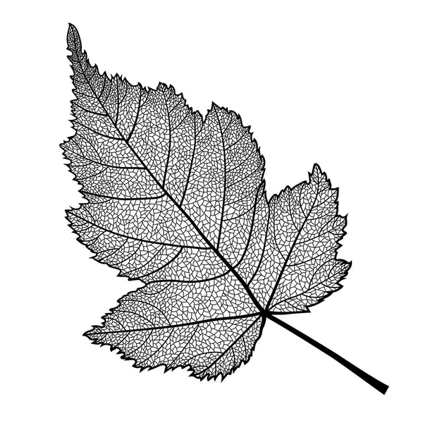 Vector skeletonized leaf of a bush on a white background. — Stock Vector