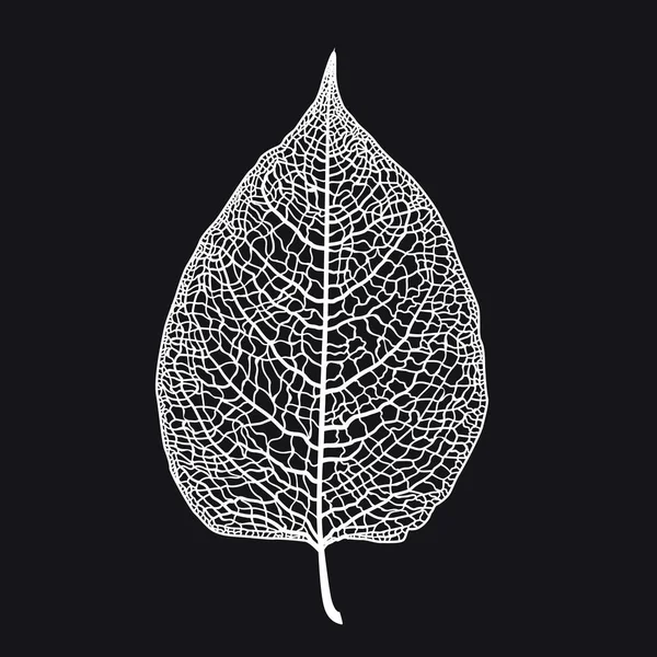 Hoja esqueletizada vectorial de un árbol sobre un fondo negro — Vector de stock