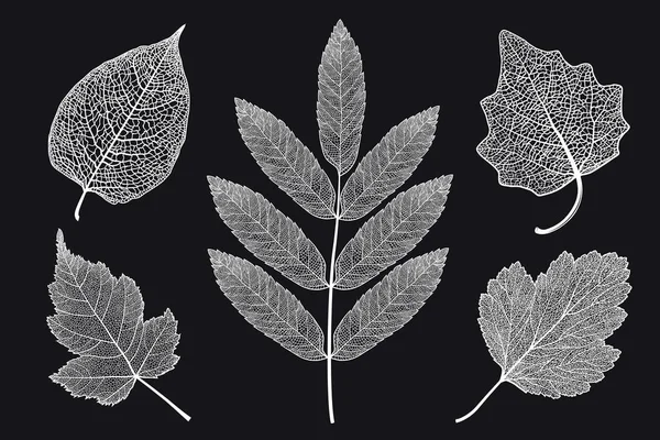 검은 색 배경에 스켈레톤 된 잎의 벡터 세트 — 스톡 벡터