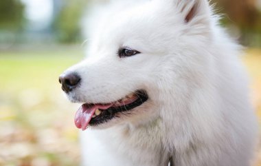 Samoyed köpek sonbahar park portresi