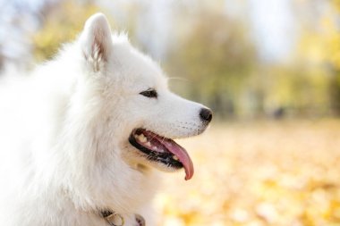 Samoyed köpek sonbahar park closeup