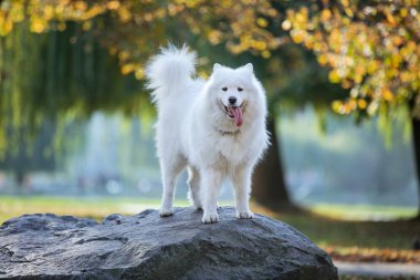 Sonbahar Park kaya üzerinde mutlu samoyed köpek duran