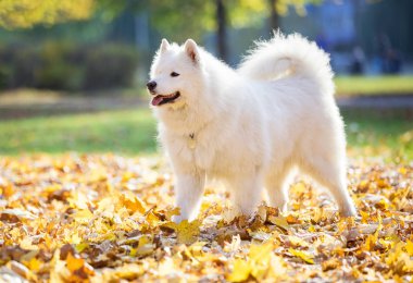 Sonbahar parkta yürümek kadar kolay mutlu samoyed köpek