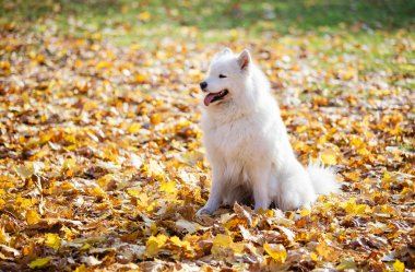 Sonbahar parkta yürümek kadar kolay mutlu samoyed köpek