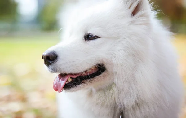 Retrato Perro Samoyedo Parque Otoño —  Fotos de Stock