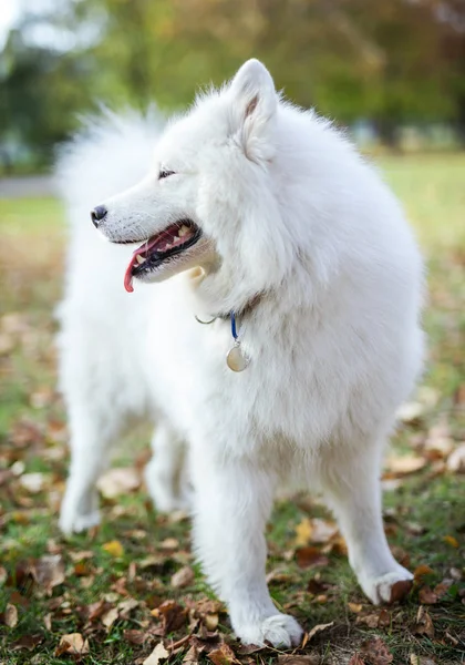秋の公園で女性のサモエド犬 — ストック写真
