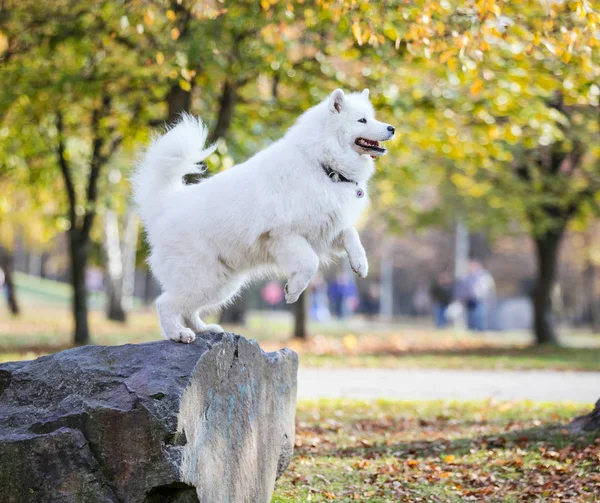 Piękny Pies Samojeda Zeskoczyć Kamienia Jesienny Park — Zdjęcie stockowe