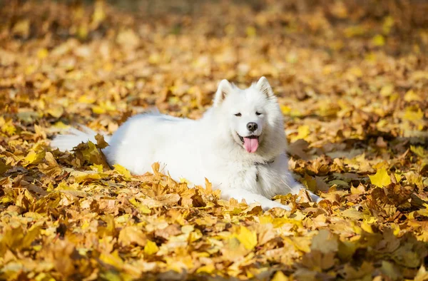 Szczęśliwy Pies Samojeda Jesienny Park — Zdjęcie stockowe