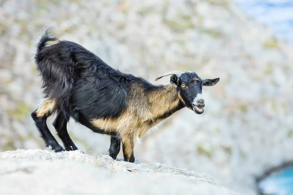 Jonge geit in Bergen aan de kust — Stockfoto
