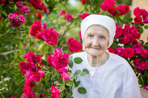 Senior woman standing at blooming bush of roses — Stock Photo, Image