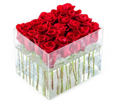 Beyaz arkaplanda kırmızı güller