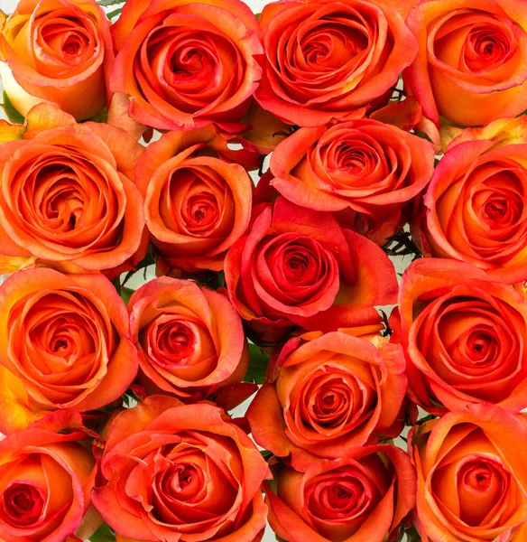 Krásné Červené Růže Pozadí Pohled Shora — Stock fotografie
