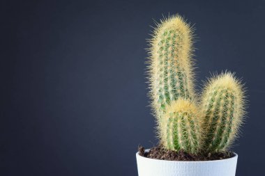Kaktüs siyah bir zemin üzerine mavi bir tencerede. Yazıtlar veya metin için boş yer. Kopya alanı ile fotoğraf.