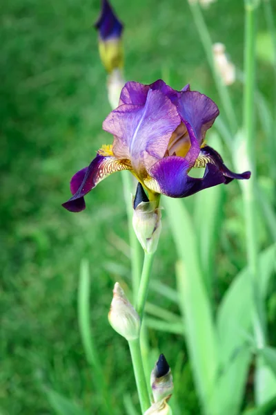 Iris Nero Uno Sfondo Erba Verde Fiore Fiorente Vicino Indietro — Foto Stock