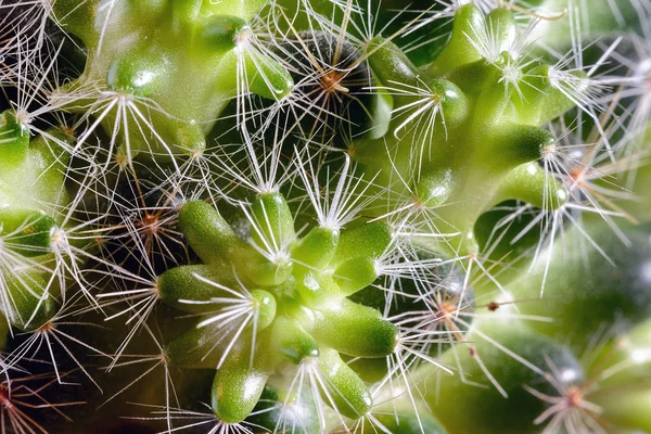 Kaktus Mit Kleinen Trieben Aus Nächster Nähe Hintergrund Mit Der — Stockfoto