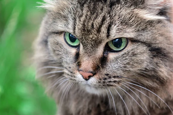 Gri kedi yakın çekim namlu. Güzel yeşil gözlü bir hayvan.