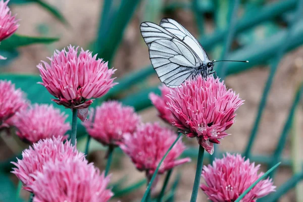 Beyaz kelebek pembe çiçek üzerinde. Parlak makro fotoğraf. Olağanüstü bir güzel resim kapat.