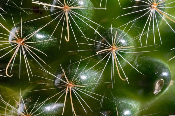 Cactus Close Fundo Com Textura Uma Planta Espinhosa — Fotografia de Stock