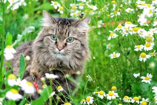 Çim güzel yeşil gözlü bir kedi. Güzel Foto.