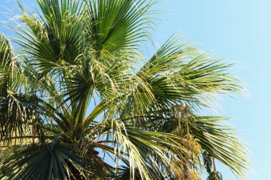 Palmiye ağacı üzerinde mavi gökyüzü, yeşil yayılan şubeleri
