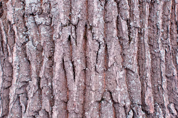 Antecedentes para diseños. Textura de la corteza del árbol viejo primer plano . — Foto de Stock
