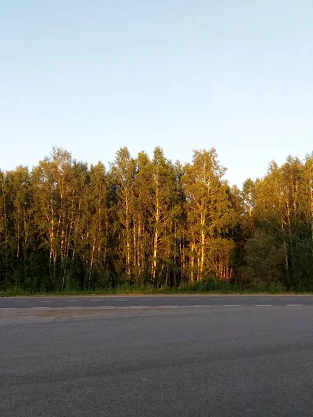 道路の背景との国境にロシア森 — ストック写真