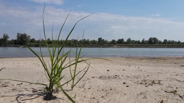 Una Planta Orilla Del Río Está Luchando Por Lugar Sol — Vídeos de Stock