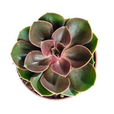 Etli bitki. Beyaz backg izole tencerede Echeveria kaktüs