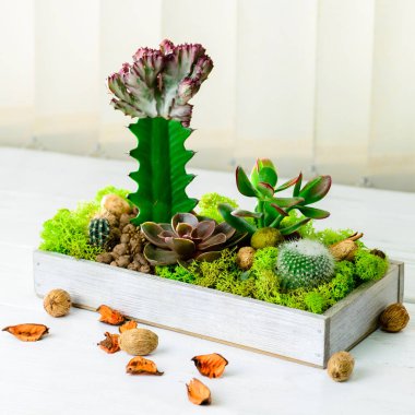 Yeşil sulu Echeveria ve farklı türleri o kompozisyonu