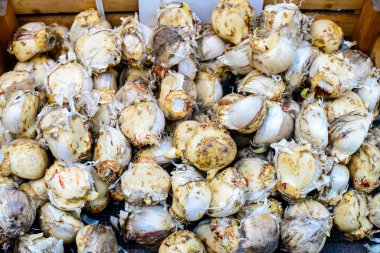 Çiçek Lale soğanı bir kutu içinde. Üstten görünüm