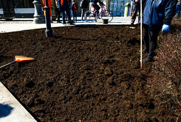 Şehir Parkı toprak yakın çekim — Stok fotoğraf