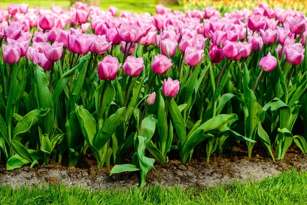 Flower tulips background. Amazing view of bright fresh beautiful