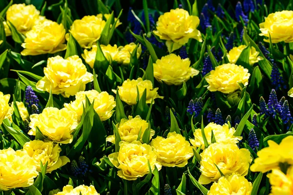 Flower tulips background. Amazing view of bright fresh beautiful