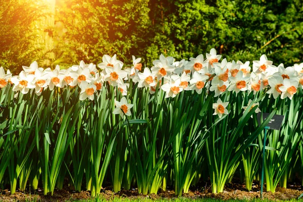 Květina Narcis pozadí. Úžasný pohled zářivě svěží beauti — Stock fotografie