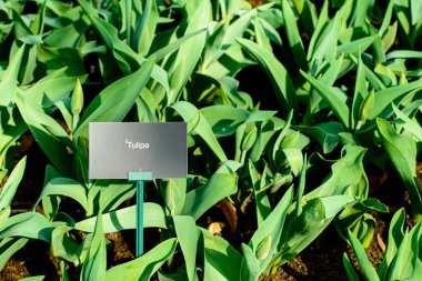 Çiçek Lale arka plan. Taze güzel görünümünü şaşırtıcı unopen