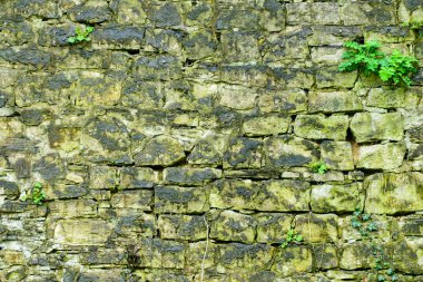 Doğal taş duvarın arka plan. Rustik doku, filiz