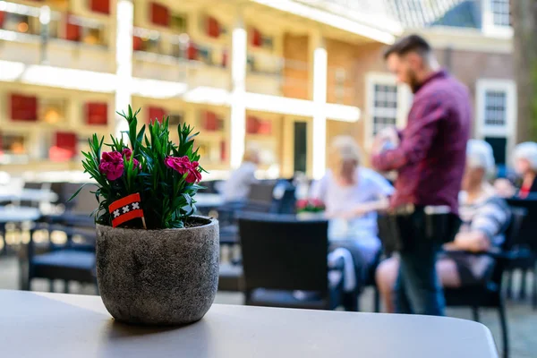 Enfoque selectivo en hermosa planta de maceta sobre la mesa en una calle — Foto de Stock