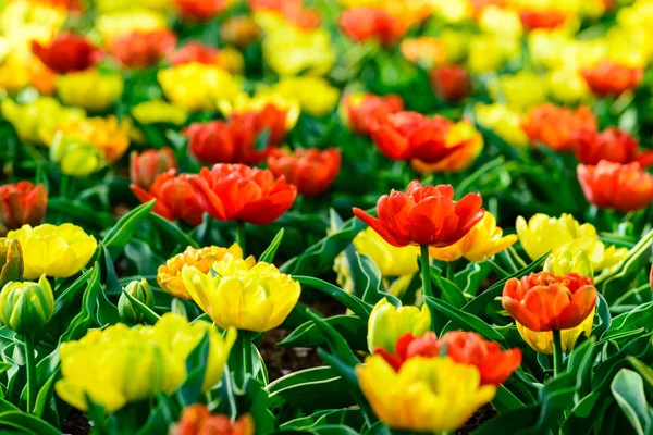 Çiçek Lale arka plan. İnanılmaz parlak taze güzel görünümünü