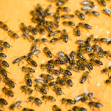 Arılar çerçeve Close-up