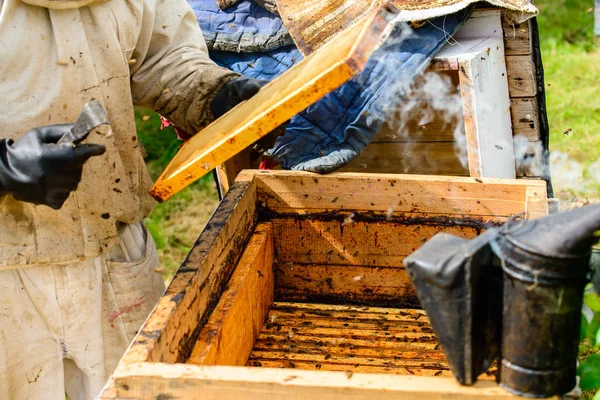 Apiculteur non identifié tenant des rayons de miel avec des abeilles pour contrôler si — Photo