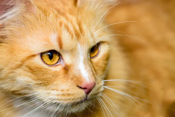 Close-up photo of beautiful adorable red cat — Stock Photo, Image