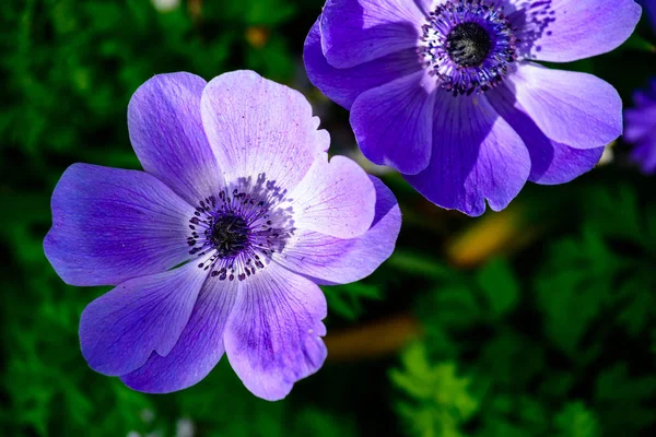 Vacker blomma purple anemone blommor — Stockfoto
