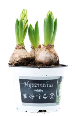 Filiz beyaz sümbül üzerinde beyaz bac izole bir tencerede Close-Up