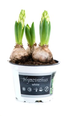 Filiz beyaz sümbül üzerinde beyaz bac izole bir tencerede Close-Up