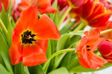 Kırmızı lale closeup, sığ dof