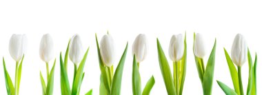 Beyaz Lale beyaz izole kümesi