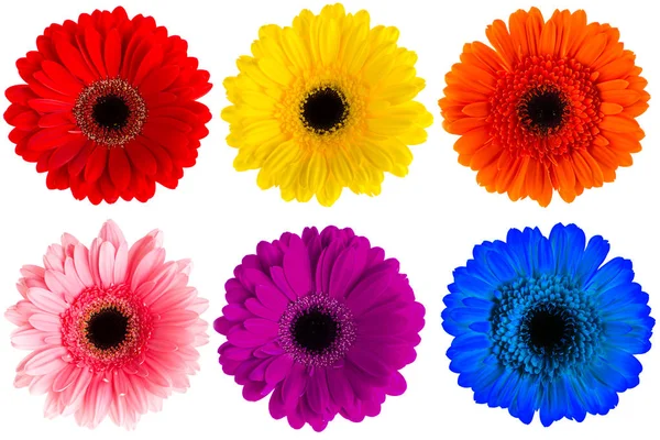 Ensemble de gerbera multicolore isolé — Photo