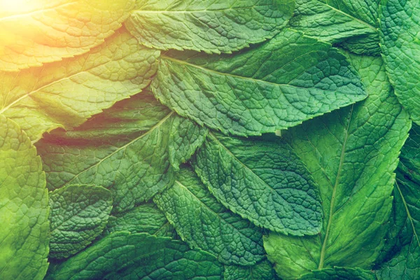 Latar belakang mint hijau dengan ray of sun Toned — Stok Foto